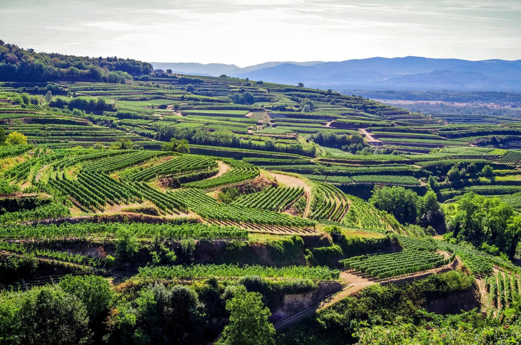 Dreilaendereck Am Kaiserstuhl Wasenweiler ภายนอก รูปภาพ